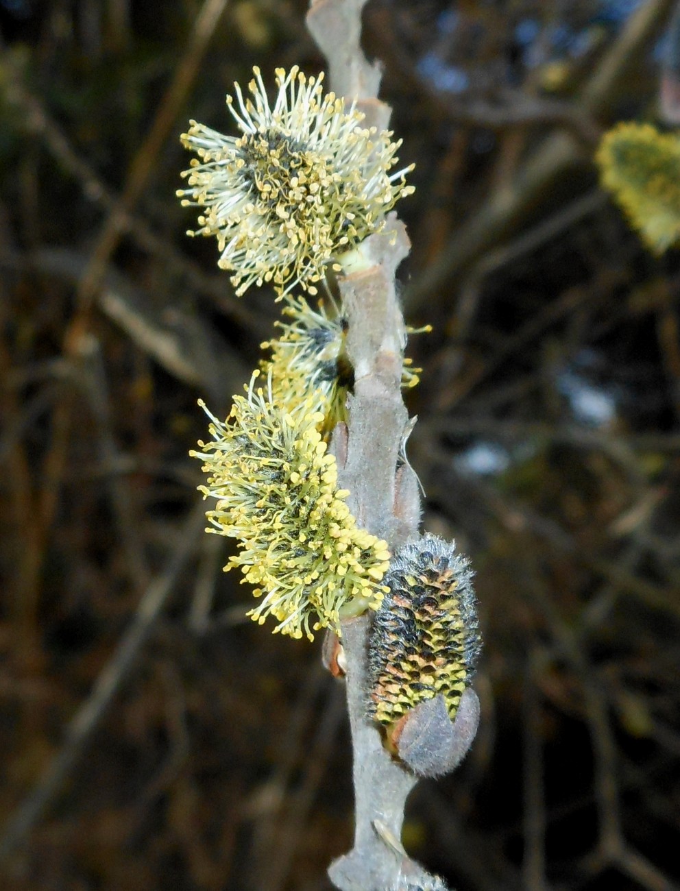 Salix atrocinerea / Salice di Gallura